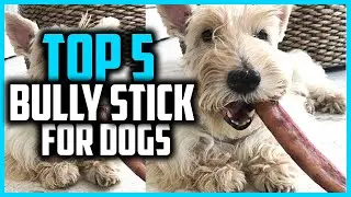 ✅ Top 5 Best Bully Stick For Dogs in 2024