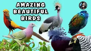 Amazing Beautiful Birds. most beautiful birds 2021