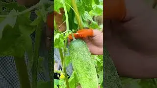 #Help Three Farmers #Thumb Vegetable Picker #Vegetable Picker #garden tools #multifunctional #help