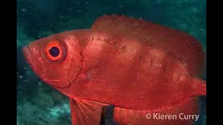 Lunatail Bigeye - Priacanthus hamrur