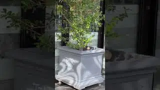 House sparrows