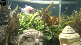 Mijn 600 Liter aquarium LIVE