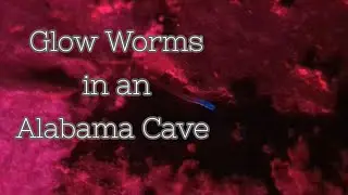 Glow Worms in an Alabama Cave