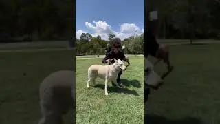 Dog Daddy In Austin, TX.