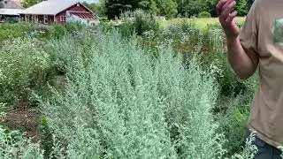 What is Wormwood? Clearpath School of Herbal Medicine