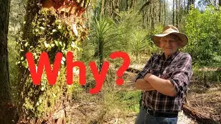 Plant native trees. New Zealand. Ringbarking. Te Ngahere hou.