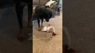 Funny animals world videos 201 -2022-| funny cats | funny dogs | Laugh With Animals