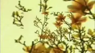 viadro - enjoy the silence