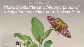 Maria Sybilla Merian's Metamorphosis of a Small Emperor Moth on a Damson Plum: Getty Conversations