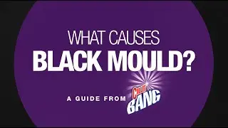 How To Guide: What Causes Black Mould? #CillitBang