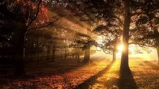 1 Hour of Autumn and Classical Piano︱Solitude