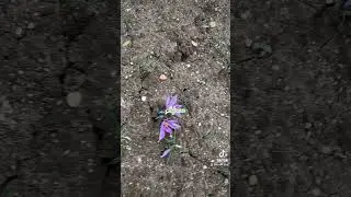 Șofran Ferma Fedi