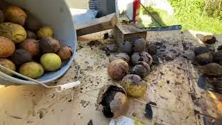 Hulling Black Walnuts