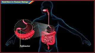 Nutrition in Human Beings - 10(X)th Class Biology | 3D Animation videos