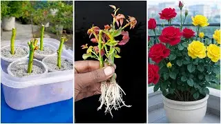 Amazing way to grow rose plant at home || The method of home gardening