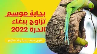 #ببغاء_الدره بداية موسم التزاوج | مع اقوى الاصوات للتحفيزعلى التغريد والتزاوج