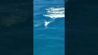 Topwater Giant Trevally #shorts