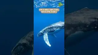 Whales Carry Stories Across Oceans 🐋🌊 || #animals #curiouscreatures @The_CuriousCreature