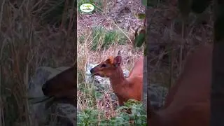 Muntjac at #Sitabani captured by Abhishek Ray| #wildlife #conservation #India #corbett #barkingdeer