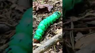 This is the most BEAUTIFUL caterpillar ever!! | REGAL MOTH