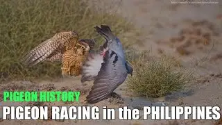 Pigeon Race in Philippines - Pigeon History