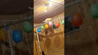 Маленький Рыжуля-Прыжуля пришёл в школу после уроков на дополнительные занятия 😻🎈🪡