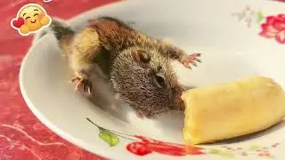 Really Pity Adorable Squirrel So hungry fruits without milk!