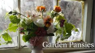Growing Garden Pansies for the Garden and Cut Flowers