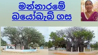 බයෝබැබ් ගස | Baobab Tree