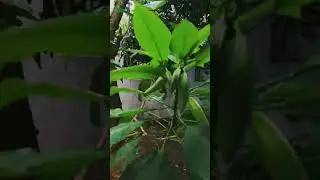 Heavy Rain in Ranchi || 2024