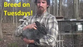 The Best Day to Breed Rabbits