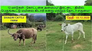 12 மாடுகள் - கொட்டகை அமைப்பு? இரட்டை - திமில், பெருங்கூட்டு மயிலை கிடாரி கன்று மற்றும் தோடா எருமை?