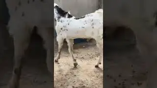 #kota #kotabakra #andulgoat #goats #goatmarket #goatupdate #goatprice #goatfarming #goatfarm