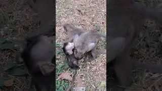 Pov: Mommy help brother bit me 🙈 #shorts #animals #babymonkey