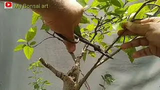 Ficus tinctoria
