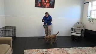 Lucy the Goldendoodle | Board & Train Week 1 | Marker Word &ldquo;Yes,&rdquo; Attention & Basics