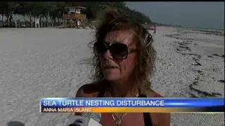 Sea Turtle nest disturbance