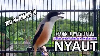 burung cendet gacor ISIAN JITU untuk PANCINGAN CENDET AGAR BUNYI bikin BURUNG PENTET GACOR NYAUT