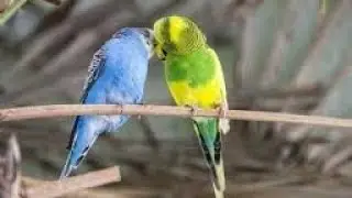 Bird kissing seen.
