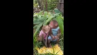 Can Monkeys Share Their Food Without Fighting? #babymonkey #monkeyangkor #monkeys #monkeyvideo