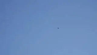 Training Roller Pigeon 2023: So it begins.