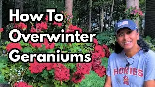 How To Overwinter Geraniums