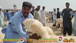 mundri sheep mundra market dera ghazi khan sheep farming praignent sheep 03366465522