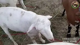 Bakra Mandi - Cow Qurbani Eid - Bakra Mandi 2018 videos - Teddy Bakra for Bakra Eid 2018