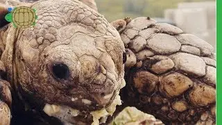 Thank you from American Tortoise Rescue! | American Tortoise Rescue