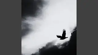 A True Sparrow