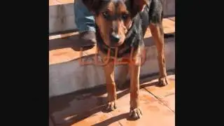 SPHOEK (Spaanse honden ook een kans)Asiel La Nucia is vol wie geeft ze een mandje
