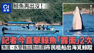 西貢鯨魚｜布氏鯨鯨蹤再現香江　白沙灣遊艇會再度出海覓鯨蹤｜01新聞｜鯨魚｜海洋｜白沙灣｜西貢｜布氏鯨
