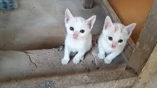 Like pure white cotton balls 😘 with deep blue eyes, waiting for their mom 