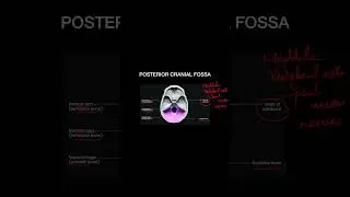 Skull Foramina MBBS &bull; Exam Short | #Anatomy #MBBS #Viva #Medical #viralshorts #Neuroanatomy #neetpg